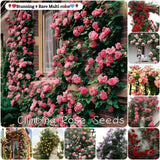 🌹 Elegant Climbing Rose Flower Seeds- 9 Rare and Breathtaking Colors Seeds(IMPORTED)