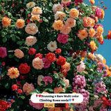 🌹 Elegant Climbing Rose Flower Seeds- 9 Rare and Breathtaking Colors Seeds(IMPORTED)