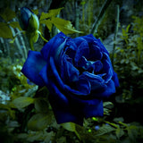 PREMIUM QUALITY IMPORTED💙BLUE ENCHANTRESS CLIMBING ROSE SEEDS🌹