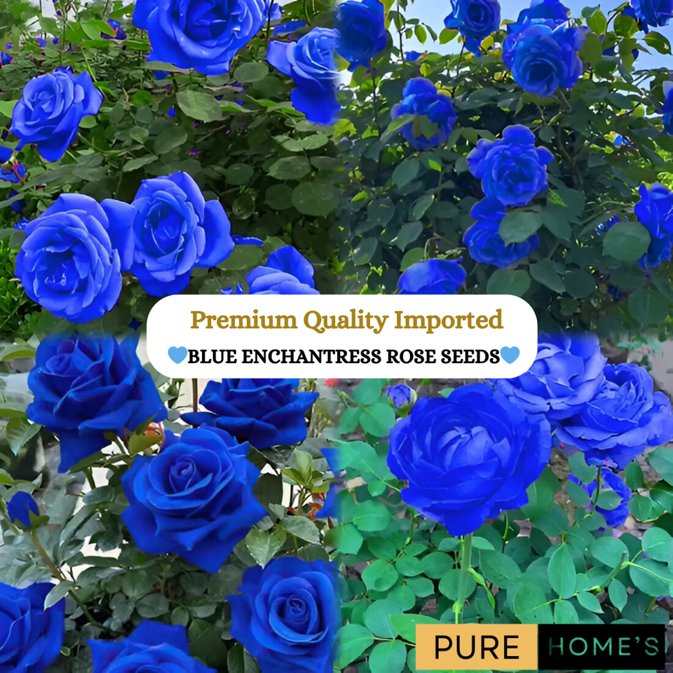 PREMIUM QUALITY IMPORTED💙BLUE ENCHANTRESS CLIMBING ROSE SEEDS🌹