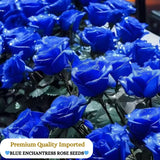 PREMIUM QUALITY IMPORTED💙BLUE ENCHANTRESS CLIMBING ROSE SEEDS🌹