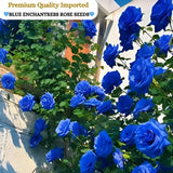 PREMIUM QUALITY IMPORTED💙BLUE ENCHANTRESS CLIMBING ROSE SEEDS🌹
