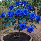 PREMIUM QUALITY IMPORTED💙BLUE ENCHANTRESS CLIMBING ROSE SEEDS🌹