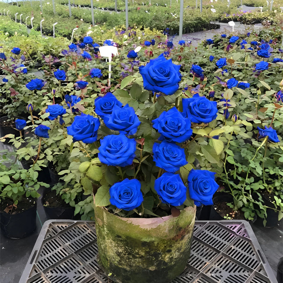 PREMIUM QUALITY IMPORTED💙BLUE ENCHANTRESS CLIMBING ROSE SEEDS🌹