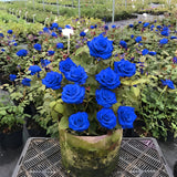 PREMIUM QUALITY IMPORTED💙BLUE ENCHANTRESS CLIMBING ROSE SEEDS🌹
